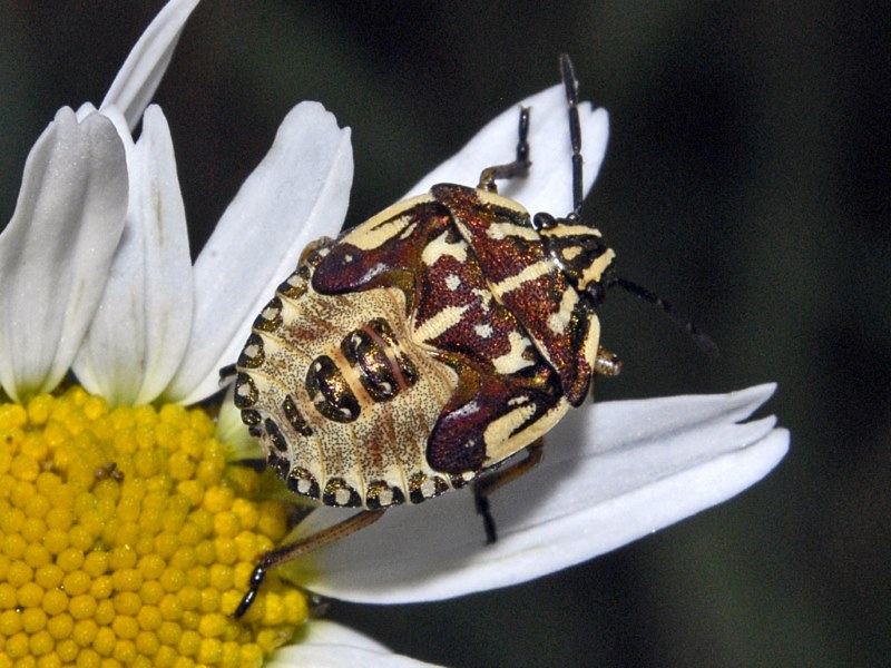 Pentatomidae: ninfa di Carpocoris purpureipennis